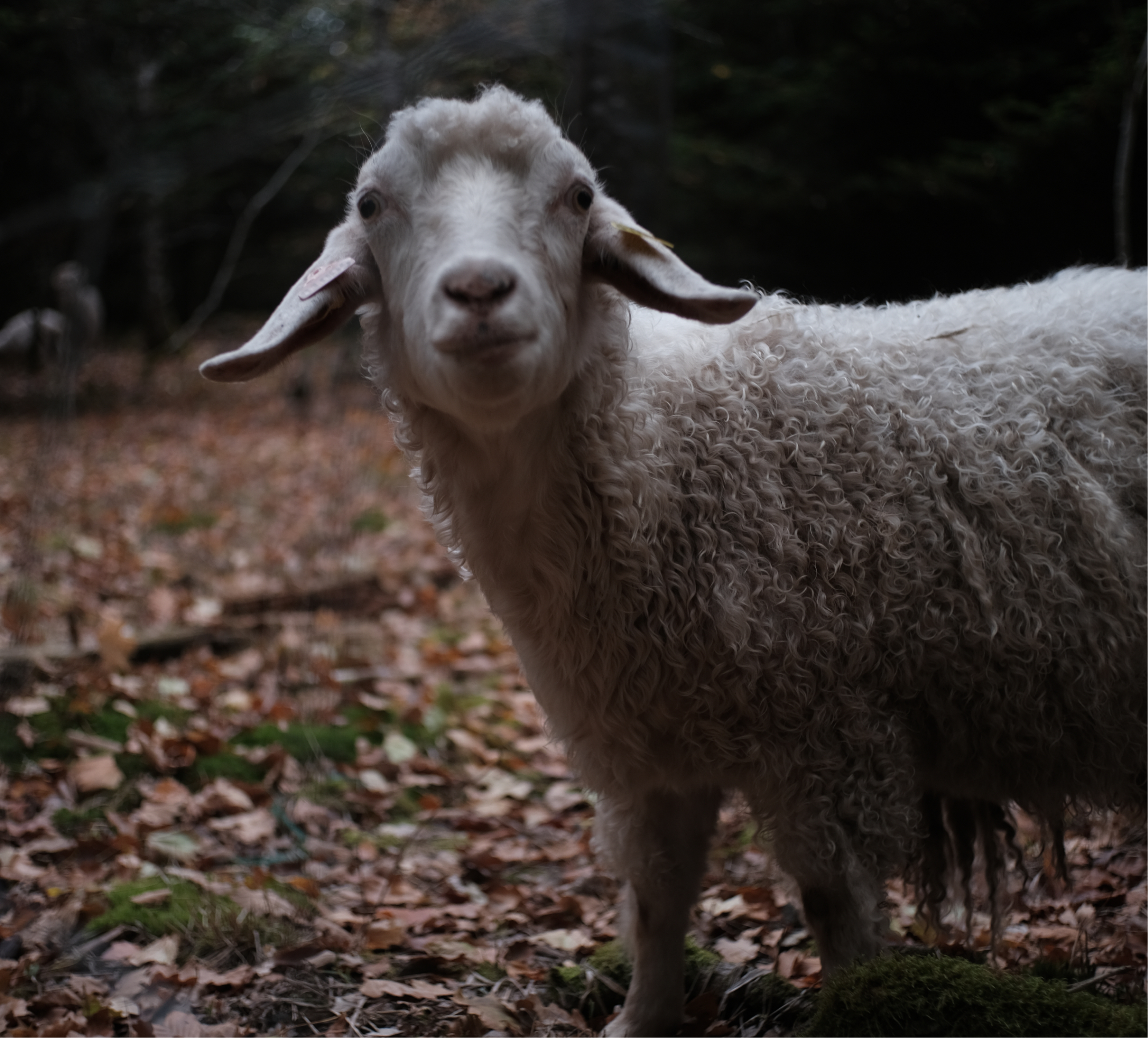 Blanc Mouton